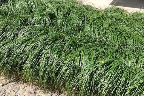 广东发现沿阶草属植物新物种广州沿阶草