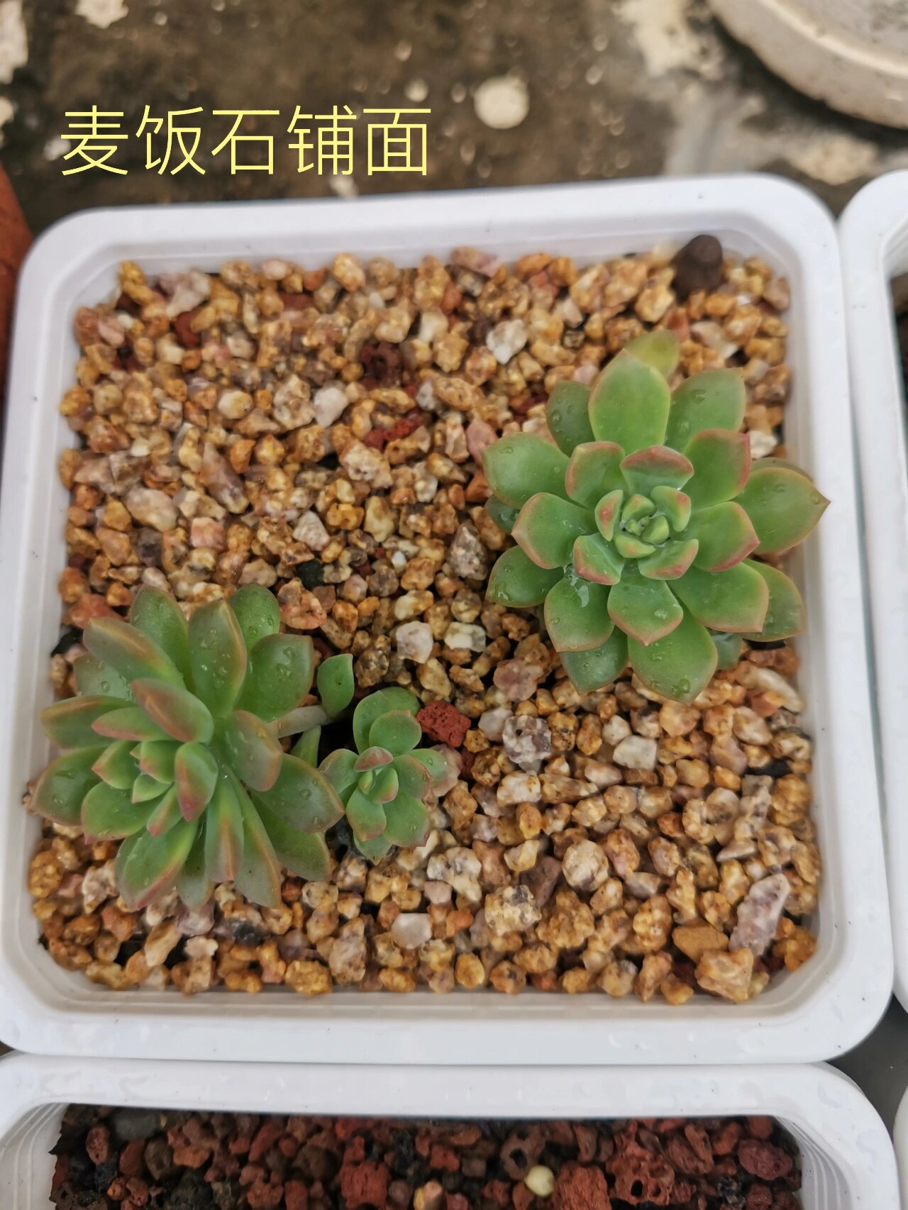 2024年10月20日绿沸石价格行情最新价格查询