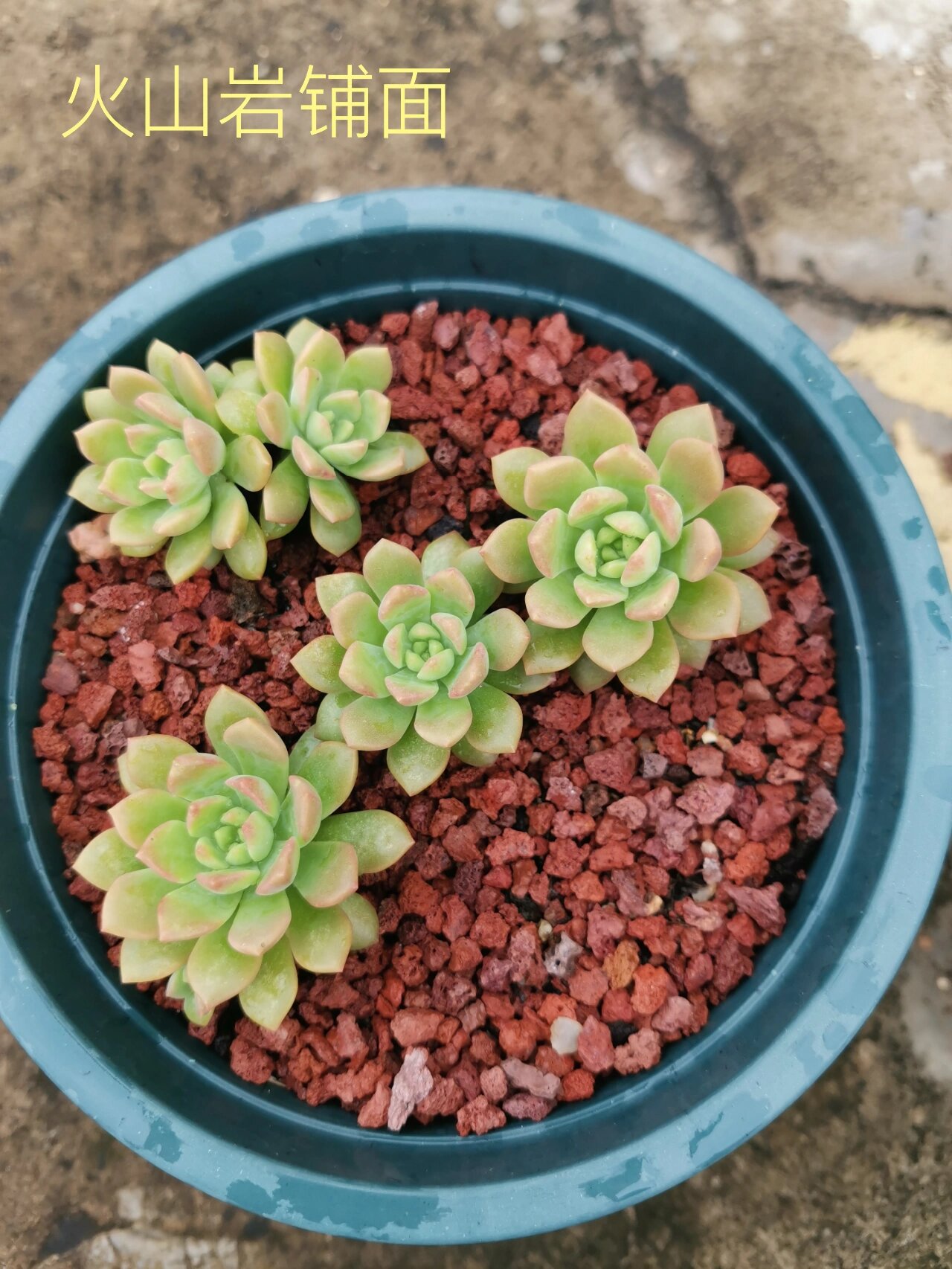 2024年10月20日绿沸石价格行情最新价格查询