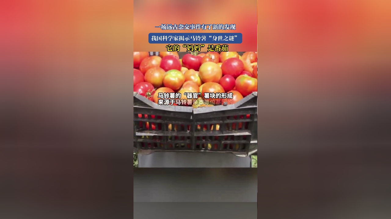 揭开马铃薯身世之谜