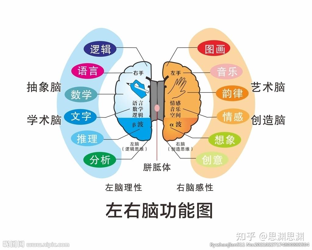 科普｜科学家发现了大脑中的“动力刹车”