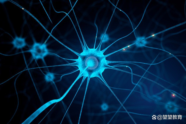 科普|科学家发现了大脑中的“动力刹车”