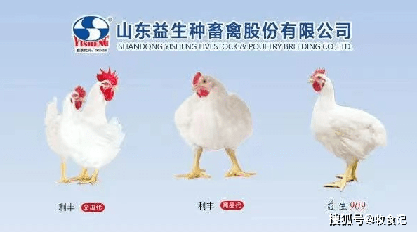 益生股份:1月份白羽肉鸡苗销售收入同比下降2.62%