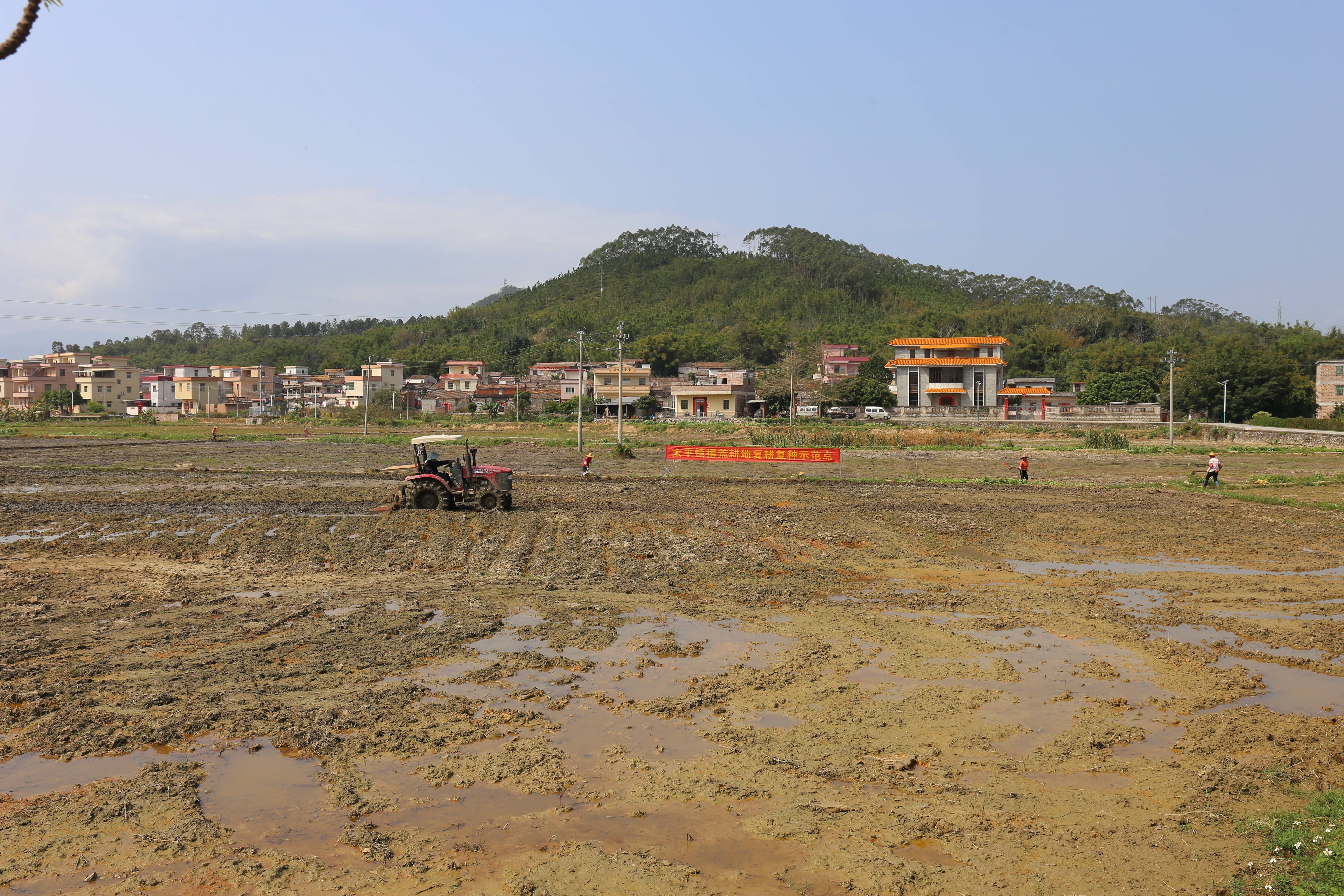 600吨种子,6000公顷耕地:喀麦隆小麦复兴计划提速