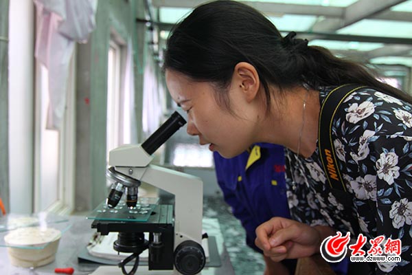 东方海洋获得发明专利授权:“一种海带性别特异性分子标记及其应用”