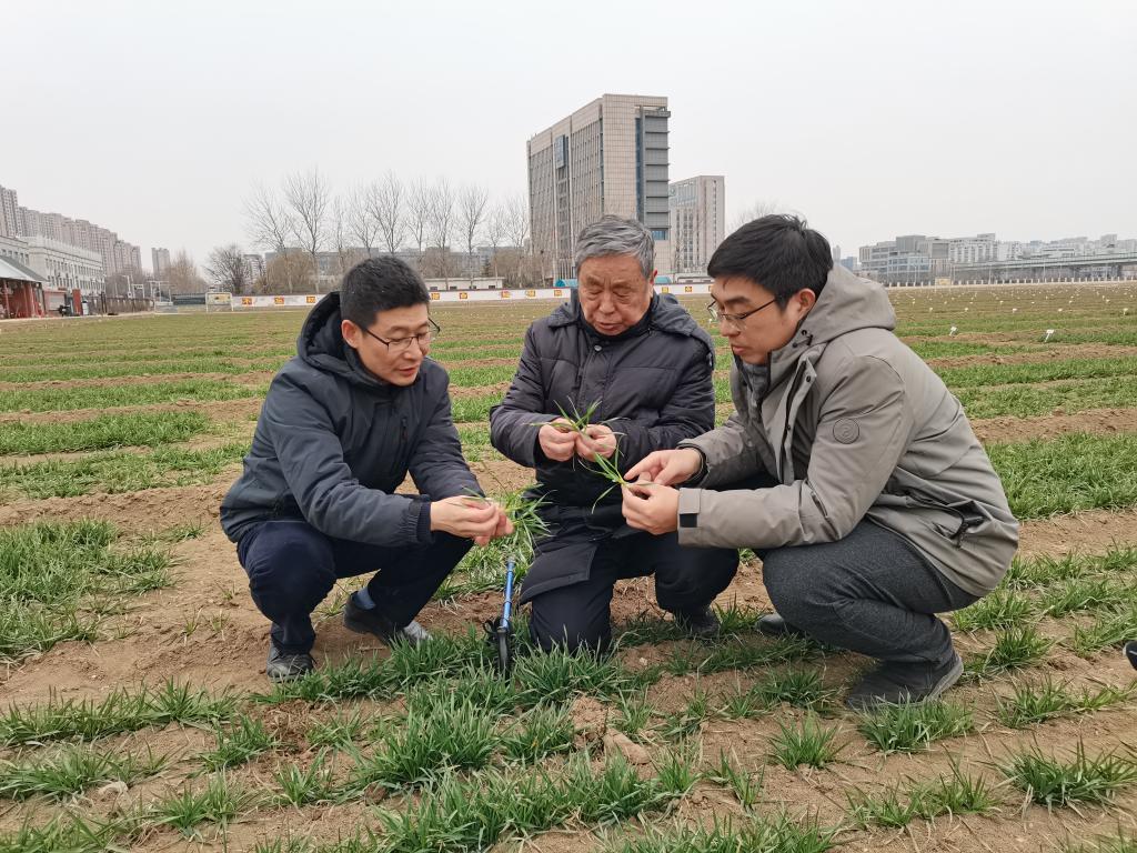 我国科学家揭示小麦品质育种新路径