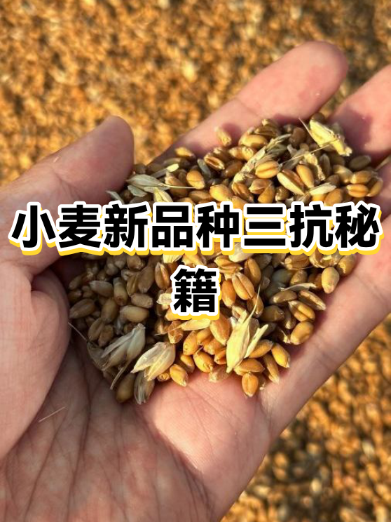 我国科学家揭示小麦品质育种新路径