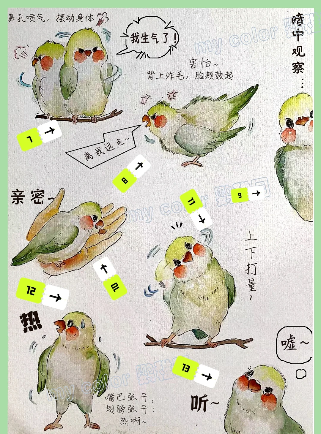野生鹦鹉会通过社会学习迅速接受未知食物
